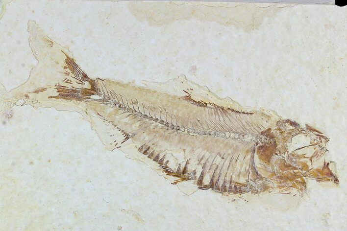 Fossil Fish (Knightia) - Wyoming #108308